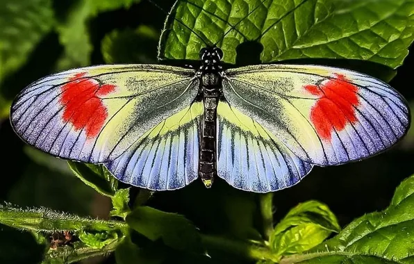 Leaves, microsemi, butterfly, wings, insect, beautiful, closeup