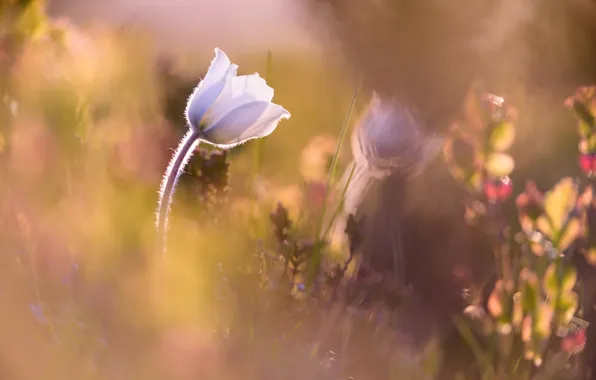 Flower, nature, Anemone alpine
