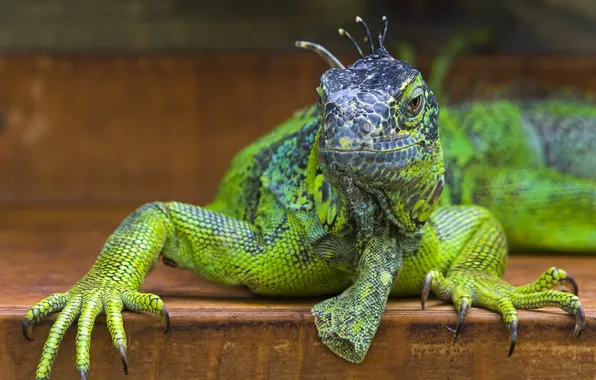 Picture lizard, iguana, green