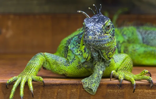 Lizard, iguana, green