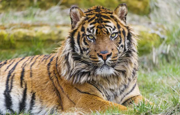 Picture look, predator, Sumatran tiger