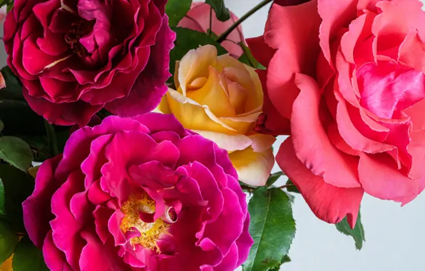 Picture roses, bouquet, petals