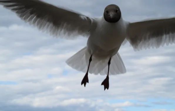Bird, Seagull, Peterhof