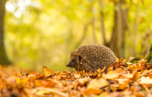 Autumn, forest, leaves, trees, nature, background, foliage, animal