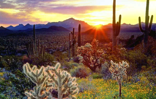 Mountains, nature, cacti, plateau