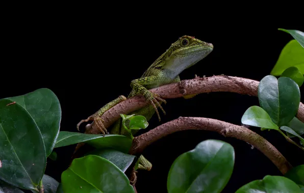 Branch, lizard, black background