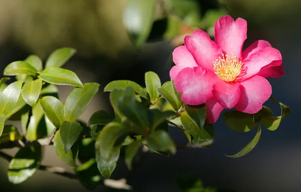 Picture leaves, light, flowers, branches, pink, Camellia