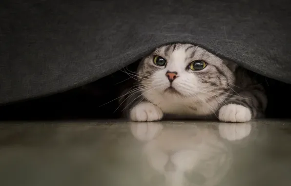 Cat, cat, look, pose, portrait, blanket, face, Peeps