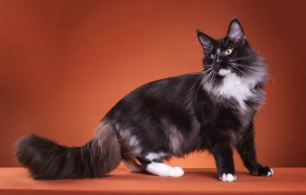 Cat, cat, look, pose, black and white, black, fluffy, muzzle