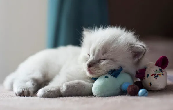 Cat, kitty, toys, sleep, fluffy, small, sleeping, floor