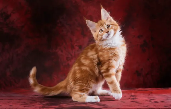 Picture cat, look, face, pose, paws, fluffy, red, is