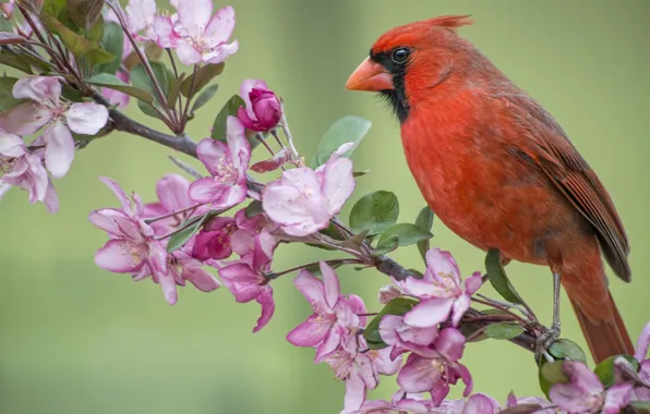 Picture bird, branch, spring, Apple, flowering, flowers, cardinal, Red cardinal