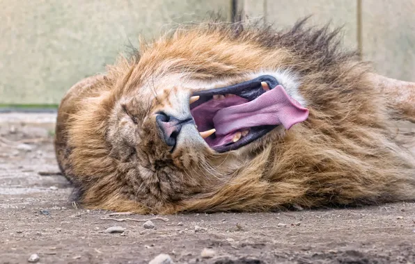 Picture language, cat, Leo, mouth, mane, yawns