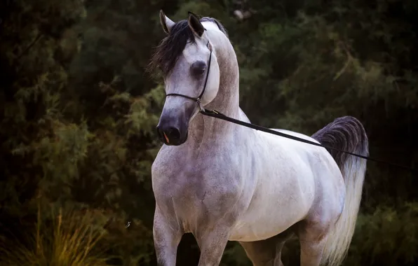 Picture grey, horse, horse, stallion, Arab