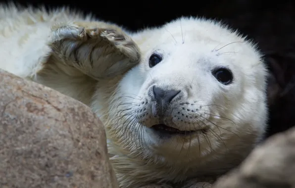 Picture mustache, look, seal, Navy seal