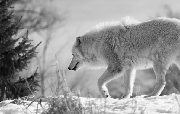 Nature, predator, animal, wolf, wildlife, Canis lupus., portrait.