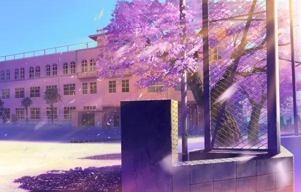 Picture landscape, glare, mesh, the building, petals, Sakura, art, school