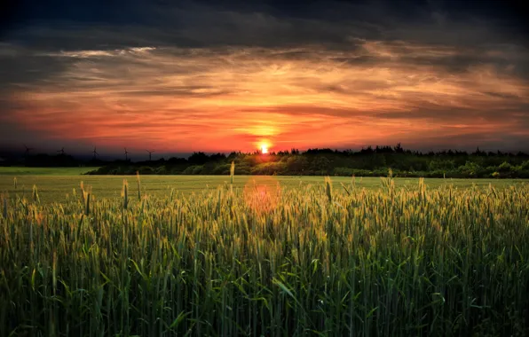 Field, landscape, sunset