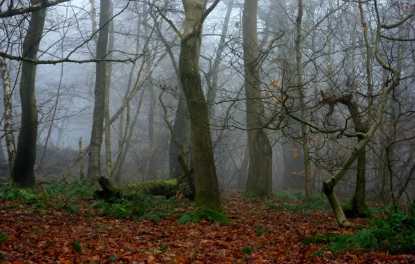 Picture forest, leaves, trees, nature, fog