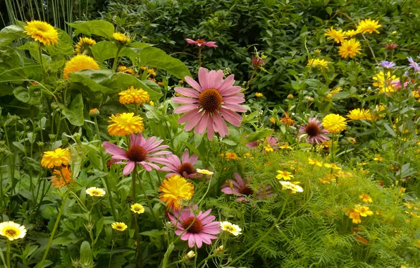Flower, grass, flowers, nature, widescreen, plants, wallpaper, widescreen
