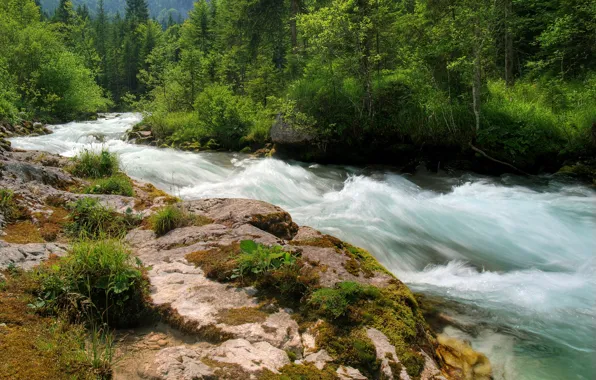 Forest, river, stones, Nature, stream, forest, river, nature