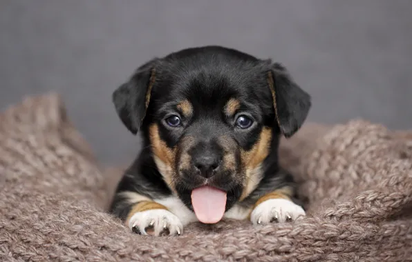 Picture language, background, puppy, face