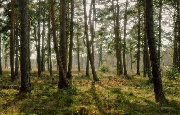 Trees, moss, pine forest