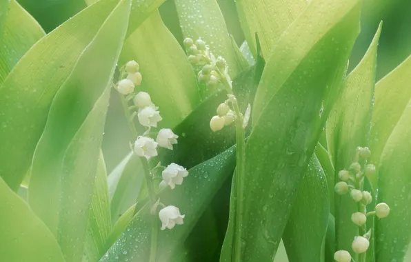 Picture greens, leaves, drops, macro, lilies of the valley