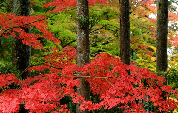 Autumn, forest, nature, Park, Japan, maple