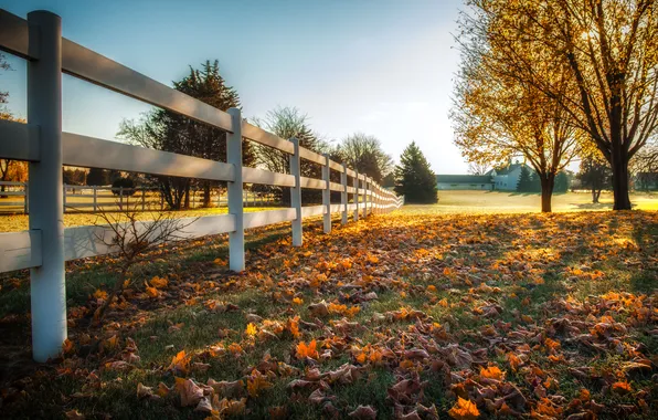 Autumn, leaves, the fence