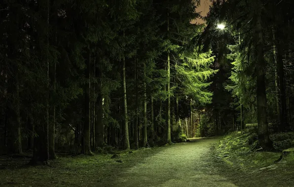 Picture road, forest, the evening, dense