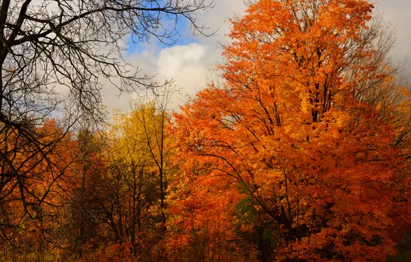 Picture autumn, forest, the sky, clouds, trees