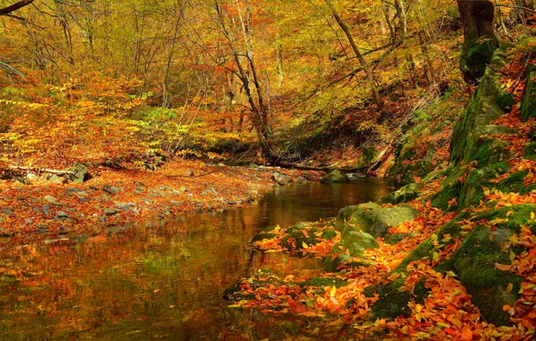 Picture Stream, Autumn, Forest, Stream, Fall, Foliage, Autumn, Colors