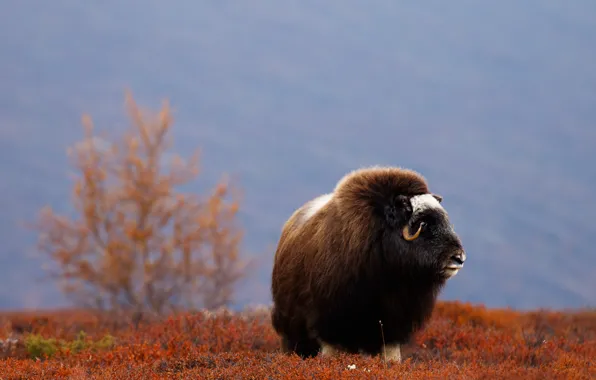 Picture field, autumn, look, face, trees, mountains, nature, background