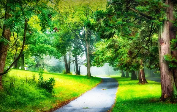 Road, greens, forest, summer, asphalt, branches, fog, Park