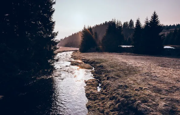 Picture field, forest, nature, river