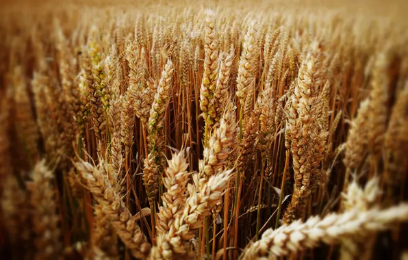 Wheat, field, ear