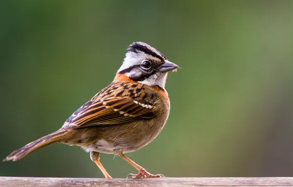 Picture background, bird, Sparrow