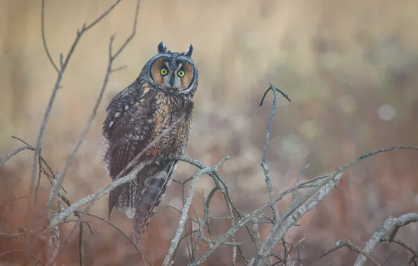 Look, branches, nature, background, owl, bird, the bushes, owl