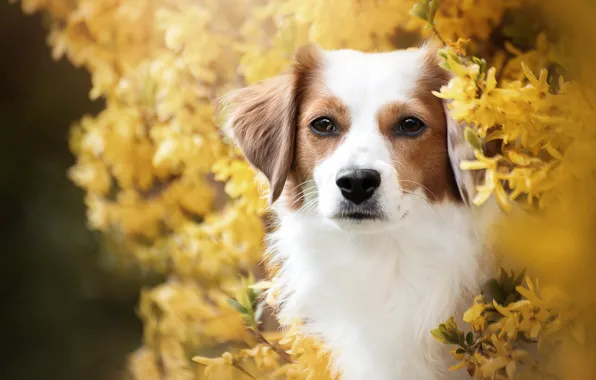 Picture look, face, portrait, dog, flowering, the bushes, flowers, forsythia