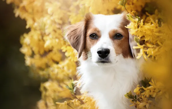 Look, face, portrait, dog, flowering, the bushes, flowers, forsythia