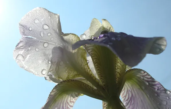 Picture summer, the sun, rain, flower macro