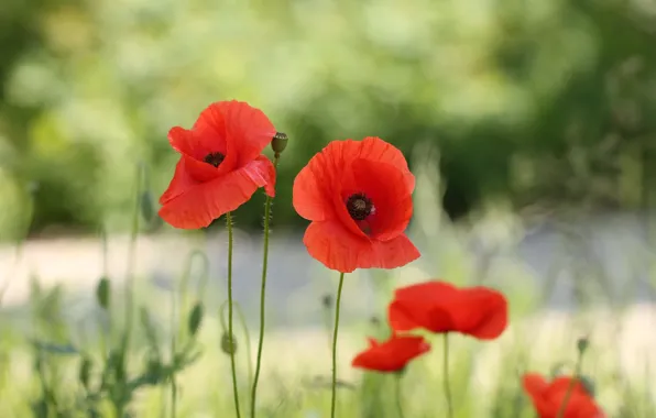 Summer, flowers, red, background, glade, Mac, Maki, bokeh