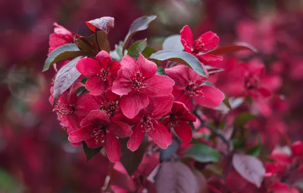 Leaves, flowers, branch, spring, red, pink, Apple, flowering