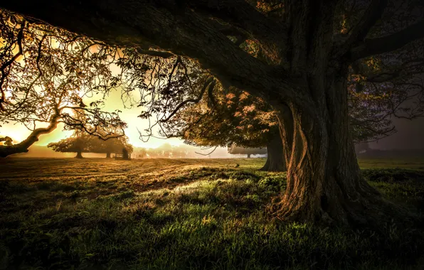 Picture trees, sunset, nature