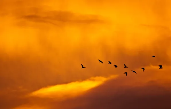 The sky, birds, minimalism, 149