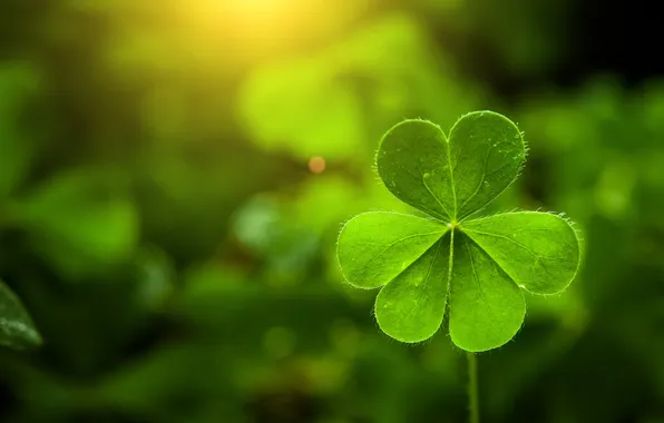 Abstract, beautiful, background, bokeh, celebration, clover, appeal