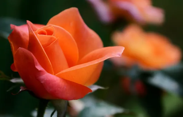Picture flower, macro, rose, orange, focus, blur