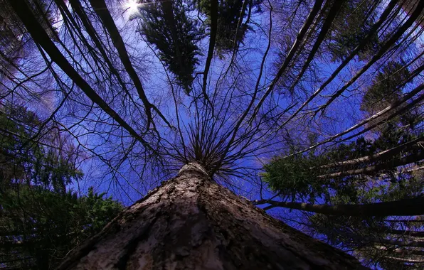 The sky, nature, Trees