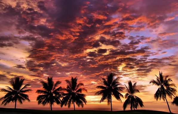 Picture the sky, the sun, clouds, sunset, palm trees